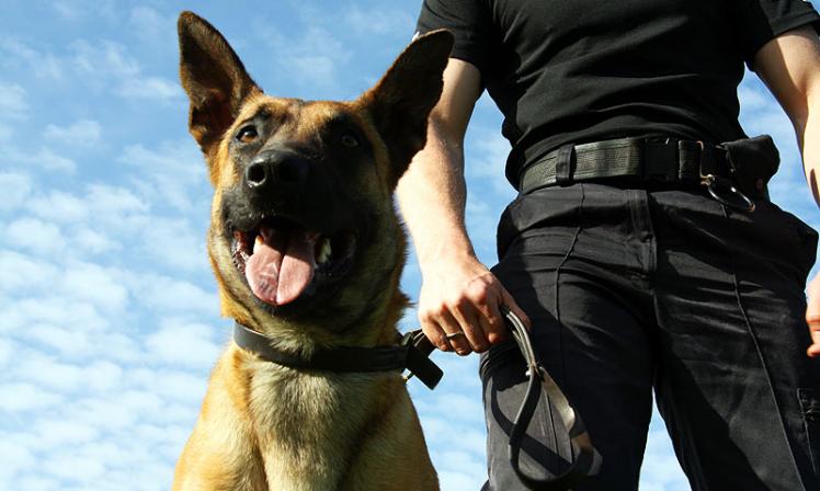 Curso de Vigilancia con Perros (Guía Canino)
